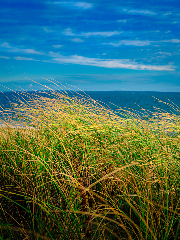 Coastline landscape with wild plants over sand dunes on Cape Cod. Planting America grasses is known as the best strategy to prevent erosion of the beaches.