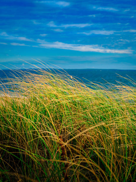 Photo of Seascape with tall grass plants waving in the wind against blue cloud filled summer sky on Cape Cod