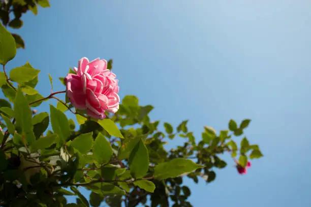 A pink rose surrounded by nature and the blue sky facing towards the sun.