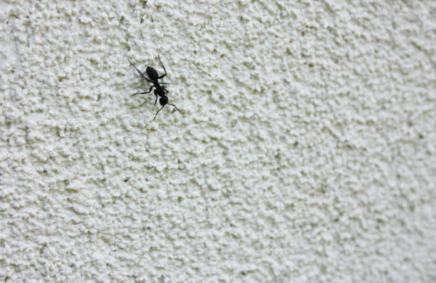 a giant black ant walks on a white cropped concrete wall on a building