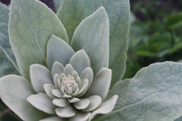istock Closeup Green Common Mullein Plant 1270297833