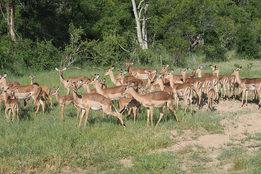 Thornybush Nature and Game Reserve is located in the Limpopo province close to Kruger National Park
