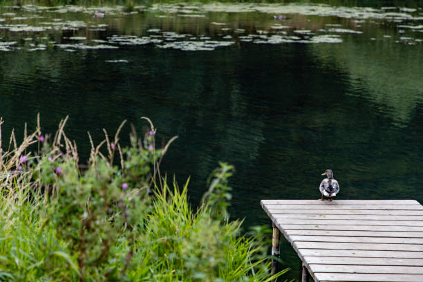 istock Big duck sits on the pier by the lake 1270298520