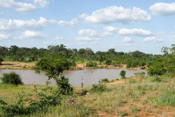 istock Thornybush Nature Reserve, South Africa 1270298600