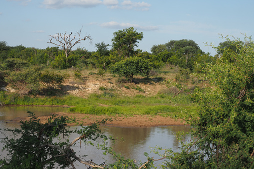 Panorama of the river hippos in Tsavo East National Park in Africa