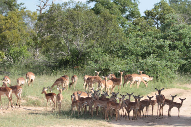 istock Thornybush Nature Reserve, South Africa 1270298636