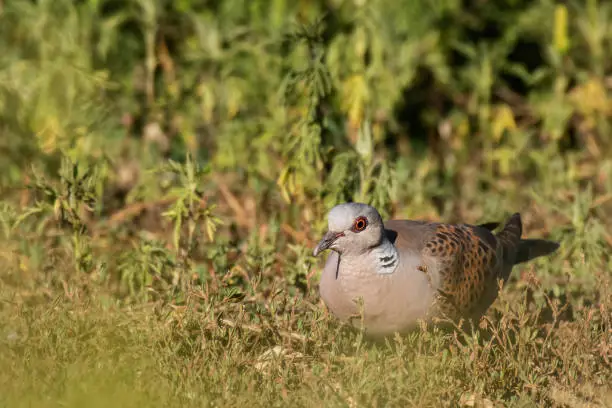 European Turtle dove, Streptopelia turtur sitting grass close up.