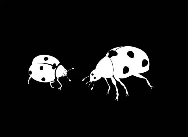 Vector illustration of ladybird beetle