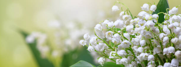 istock Lily of the valley (Convallaria majalis), blooming spring flowers 1270300192