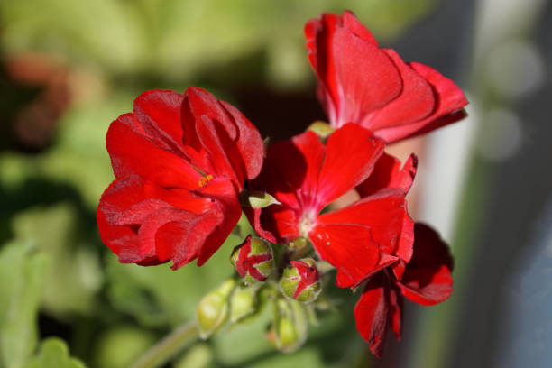 istock red geranium flowers close up on nature background 1270301232