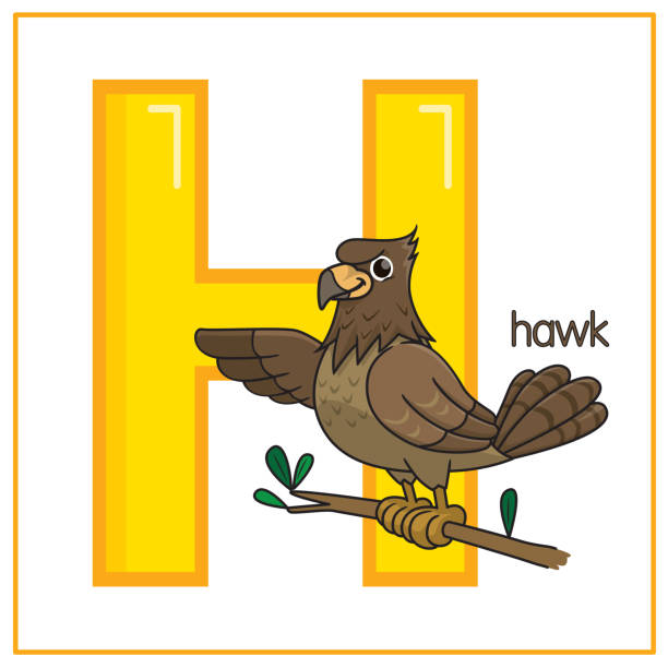 векторная иллюстрация hawk изолирована на белом фоне. с большой буквы h для использования в качестве обучения и обучения средств массовой инф - letter h alphabet education learning stock illustrations