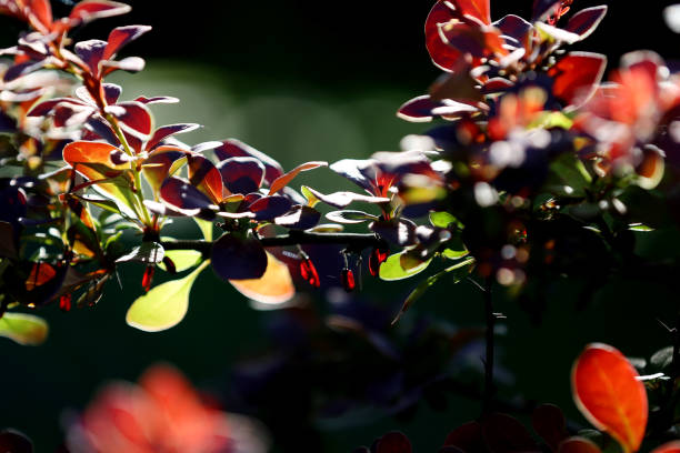 istock Fresh branches of barberry. 1270303339