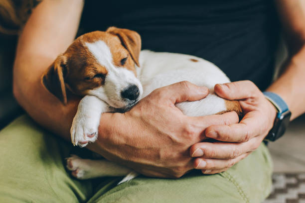 istock Adorable puppy Jack Russell Terrier sleeping in the owner's hands. 1270303565