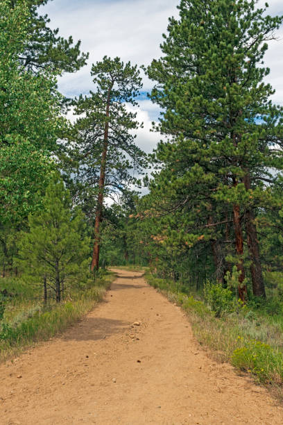 istock Hiking Trail in the Mountain Pines 1270303686