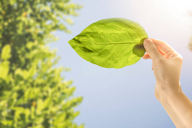 istock A female hand holding green leaf on blue sky and tree 1270304442