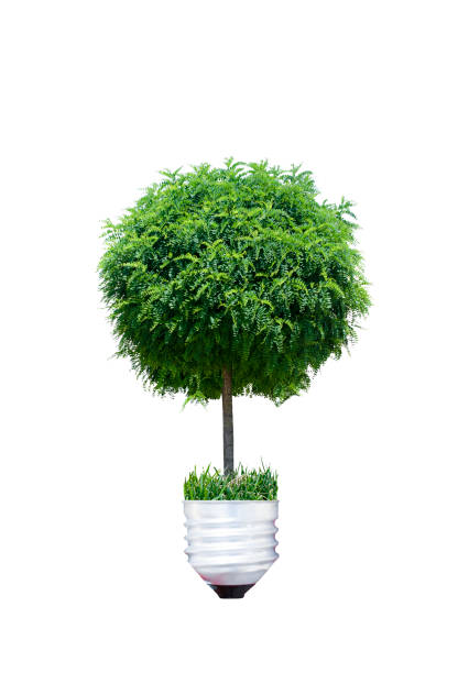 istock Isolated tree and grass in the light bulb on the white background 1270306190