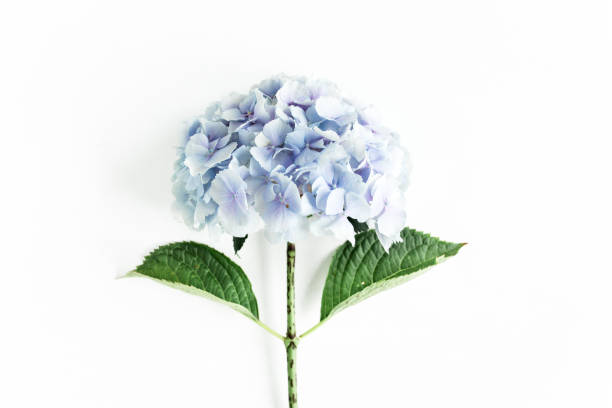 istock Blue hydrangea flower on the white background. Flat lay, top view 1270306556