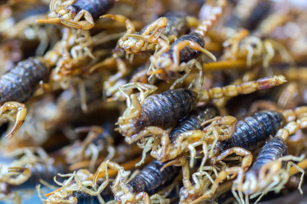 Scorpioni su un bastone - foto stock