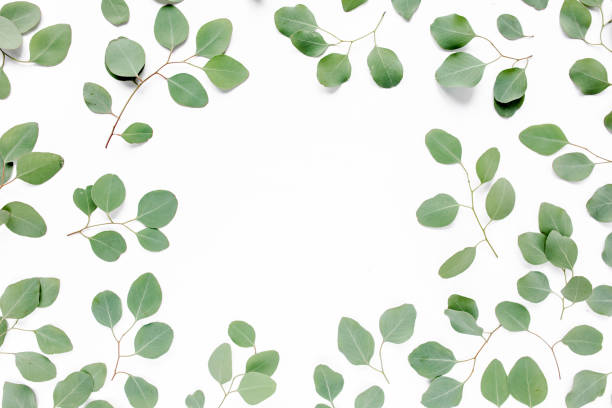green eucalyptus leaves, floral pattern on a white background. The apartment lay, top view. Floral frame. Frame of flowers