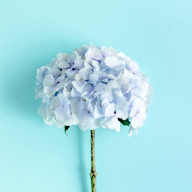 istock Blue hydrangea flower on the white background. Flat lay, top view 1270308473