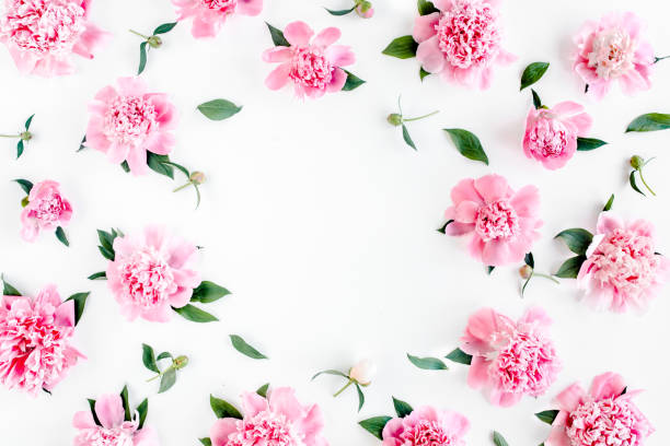 istock Frame of pink peony flowers with space for text on white background. Peony texture. Flat lay, top view 1270308611