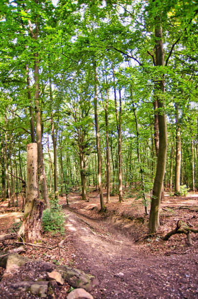 istock Forest with green trees and sunshine in August 1270308733