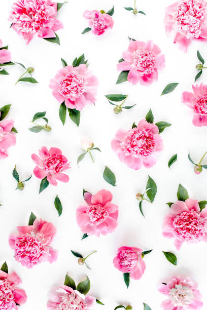 istock Pattern of pink peony flowers on white background. Peony texture. Flat lay, top view 1270309305