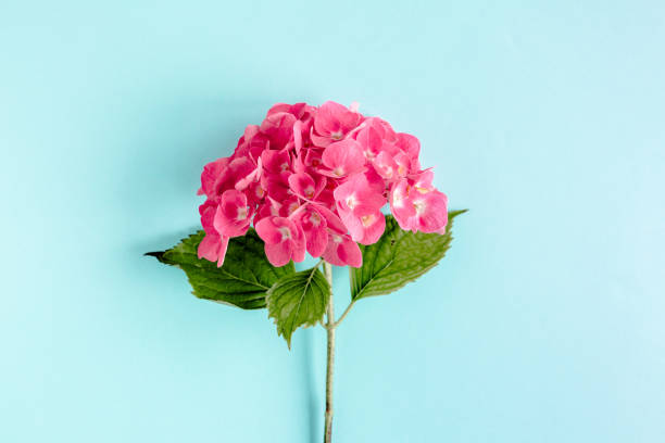 istock Pink hydrangea flower on the blue background. Flat lay, top view 1270309714