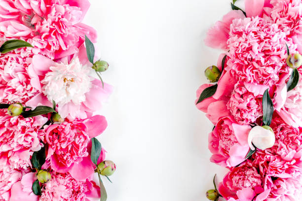 istock Frame of pink peony flowers with space for text on white background. Peony texture. Flat lay, top view 1270309806