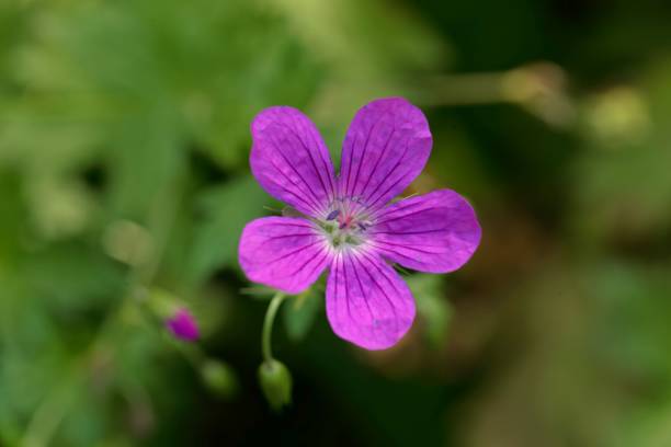 istock Flower of a marsh cranesbill, Geranium palustre 1270311516