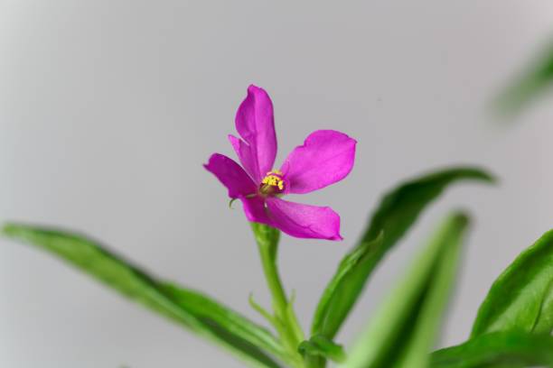 istock Flower of a Ceylon spinach, Talinum fruticosum 1270311539