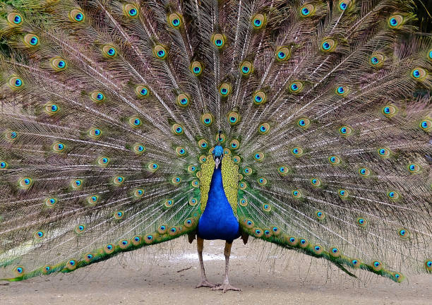 istock Peacock with feathers out in an urban park 1270311690