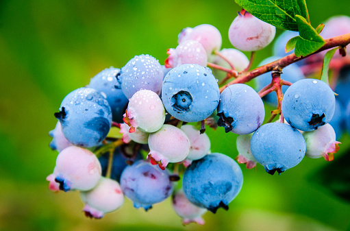 Morning dew clings to ripe and unripe blueberries on a farm in northern Vermont.