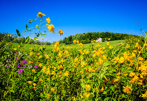 Thin stems of  yellow   Rudbeckia Coneflowers  dance  in front of a deep blue Vermont sky