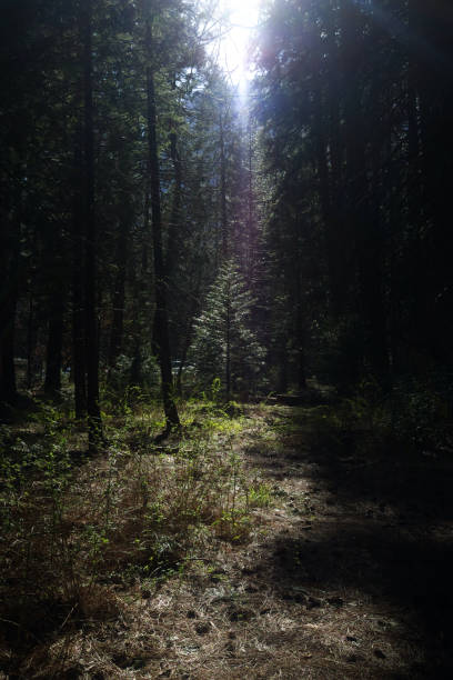 istock Small pine tree in the middle of the forest 1270313299
