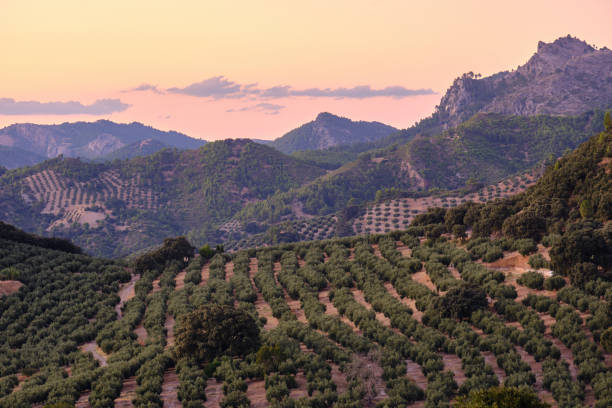 grande oliveraie à jaen pendant le coucher du soleil - spanish olive photos et images de collection