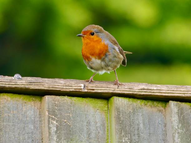 istock Cute Robin standing on the fence. 1270315733