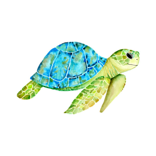 Swimmer Turtle Watercolor of Swimming Turtle in blue and green tones sea turtle stock illustrations