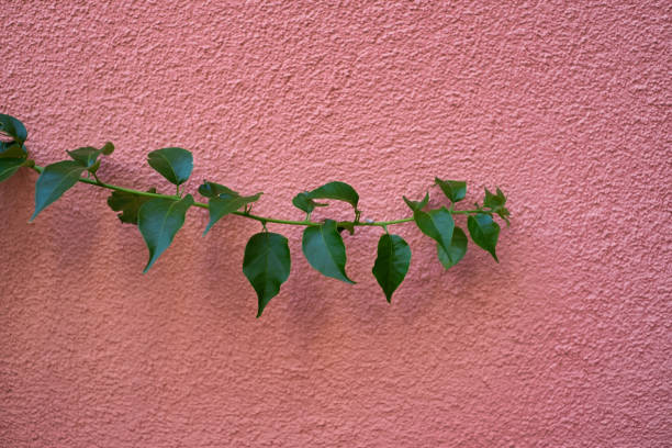 A plant and a red concrete wall. Architectural composition. Design and ideas.