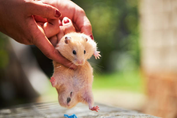 domestic fluffy hamster pet pulls up on a persons hand. adorable house pet.