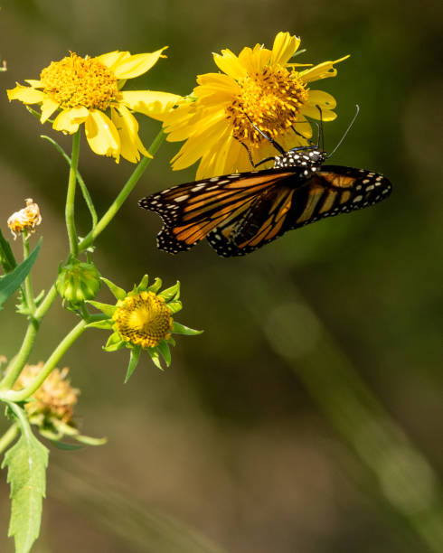istock Monarch butterfly on yellow daisy 1270323204
