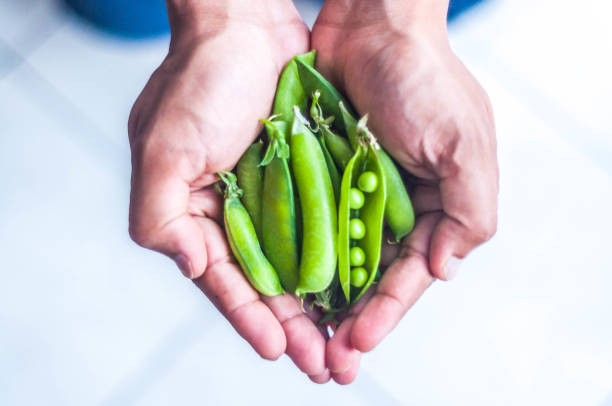 istock Fresh Green Garden peas held in two hands 1270323342