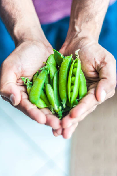 istock Fresh Green Garden peas held in two hands 1270323343