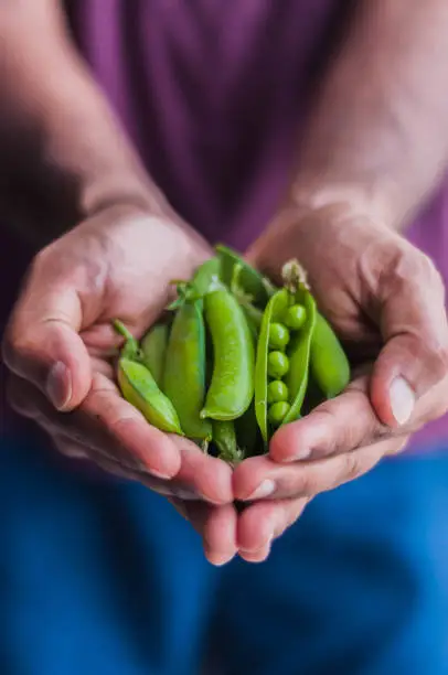 Green peas have been harvested and held in the hands of an individual. One pea pod is opened to display the peas in the pod.