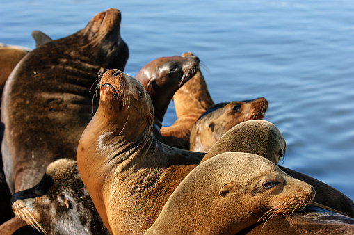 Sea seals lie on Pier 39 in San Francisco in sunny weather, USA. High quality photo