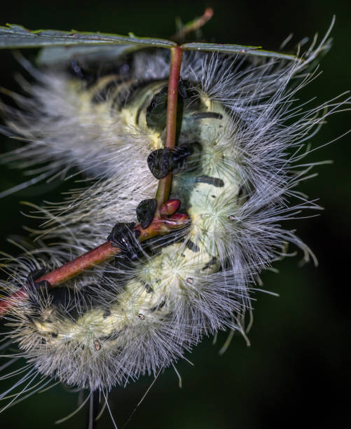 istock Caterpillar early morning feeding in garden 1270324699