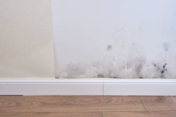 istock Black mold on the wall with wallpaper and plinth 1270324745