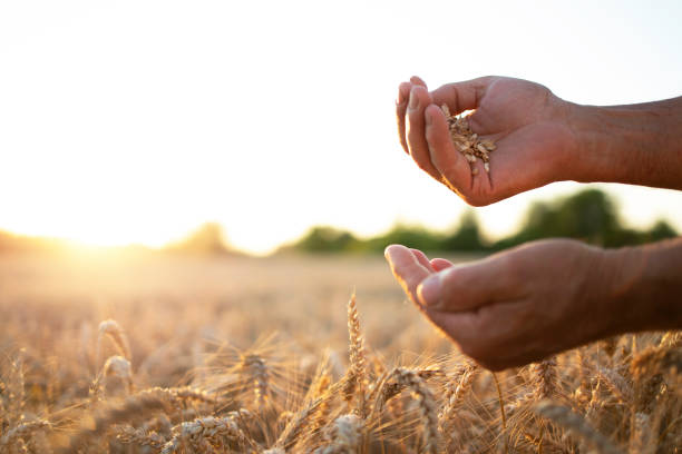 istock Farmers hands in wheat field. Successful harvest. 1270324758