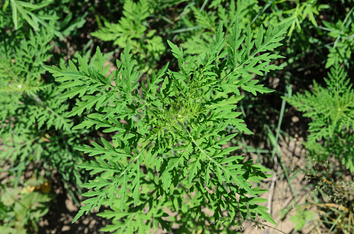 Ambrosia is a source of allergies. Flowering ragweed growing in meadows and along country roads.