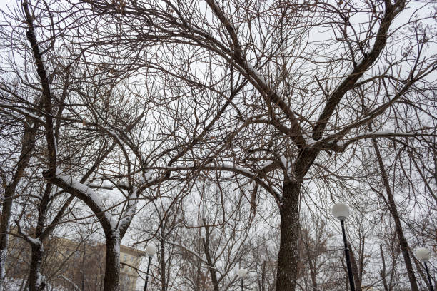 Tree Branches in Snow in Winter against a Clear Blue Sky Background